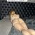 Bursa Geneli Escort Melis - Görsel2