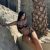 Vİp Bursa Merkez Escort Ceren - Görsel1